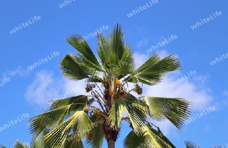 Beautiful palm trees at the beach on the tropical paradise islands Seychelles