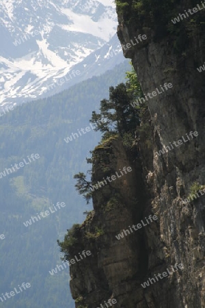 Wilder Fels, Baeume auf seiner Spitze