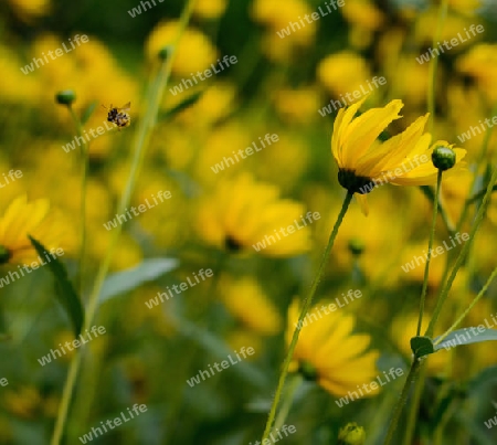 Wind im Sommer