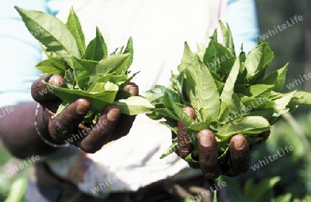 Eine Frau beim Teepfluecken in einer Teeplantage in den Bergen bei Nuwara Eliya auf der Insel Sri Lanka im Indischen Ozean.