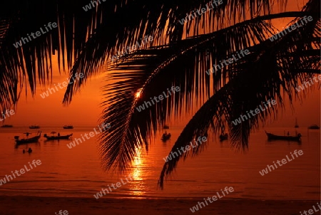 Der Strand  von Hat Sai Ri auf der Insel Ko Tao im Golf von Thailand im Suedwesten von Thailand in Suedostasien. 