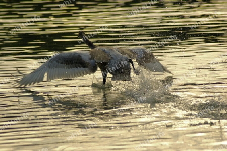 SCHWAN IN DER D?MMERUNG