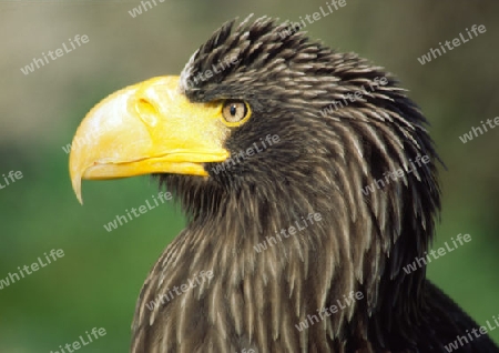 Seeadler