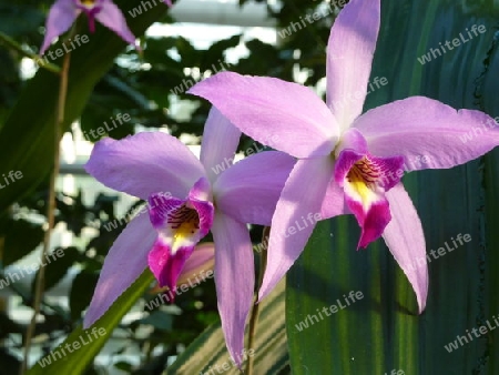 Orchidee4