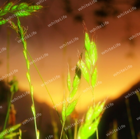 Gras im Abendlicht