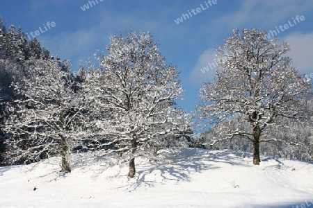 schneebedeckte B?ume