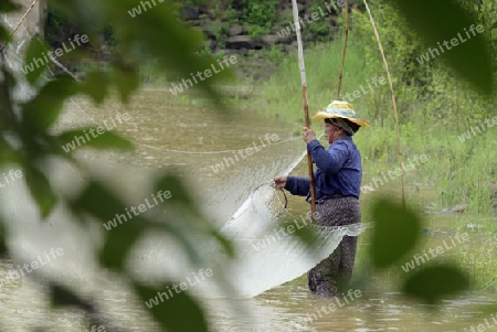 Eine Frau beim Fischen in einem Fluss in der Provinz Amnat Charoen nordwestlich von Ubon Ratchathani im nordosten von Thailand in Suedostasien.