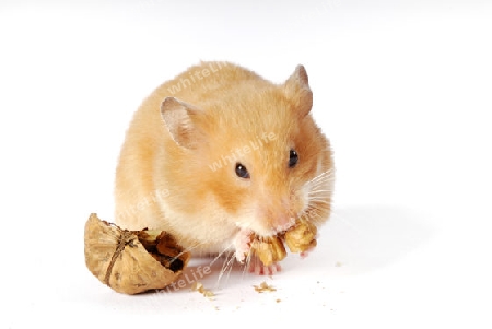 Goldhamster