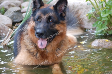 Hund im Fischteich