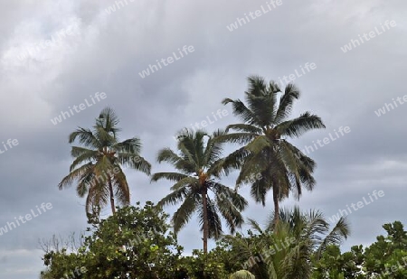 Beautiful palm trees at the beach on the tropical paradise islands Seychelles