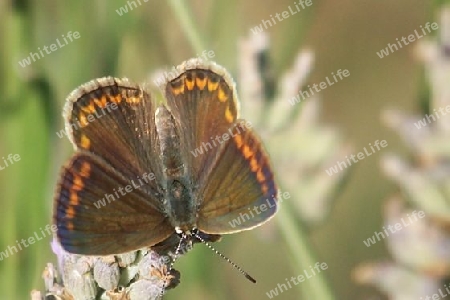 Schmetterling