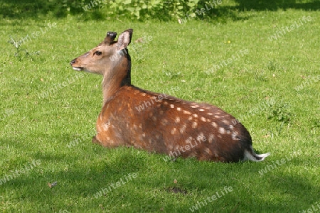 Sikahirsch im Bast