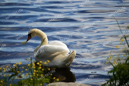 Schwan