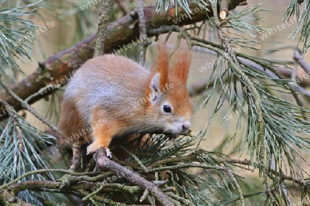 Eichh?rnchen (Sciurus vulgaris), Brandenburg, Deutschland