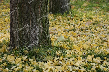 Autumn leafs