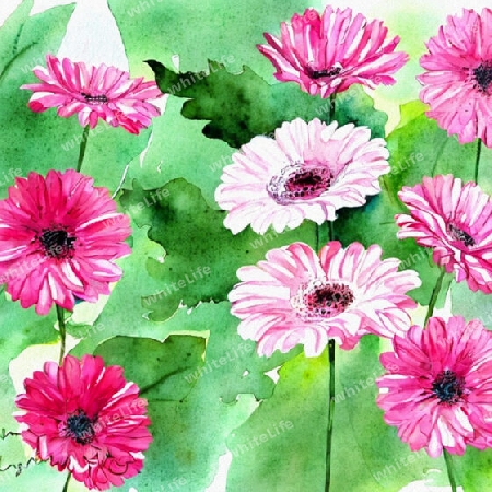 pinke Gerbera