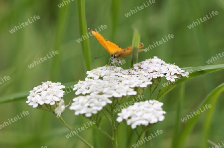 oranger Schmetterling