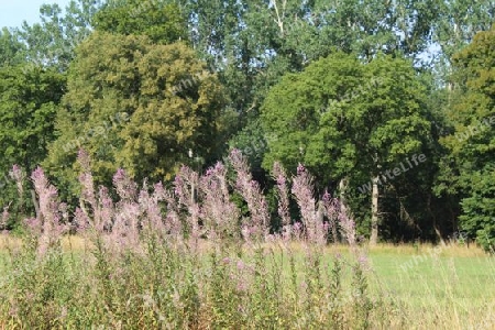 Weidenr?schen am Feldrand