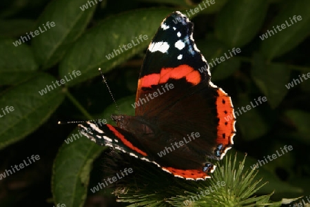 Admiral (Vanessa atalanta) auf einer Klette