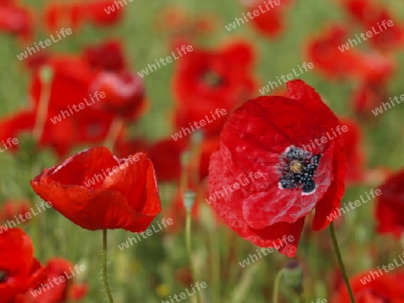 Klatschmohn