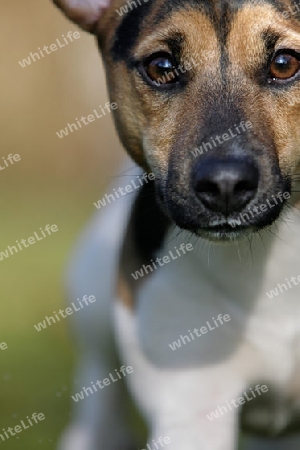 Jack Russel in Action