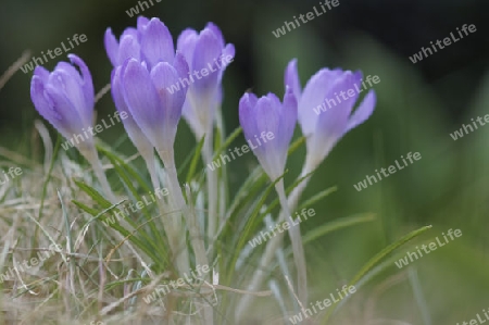 Krokus, Crocus vernus