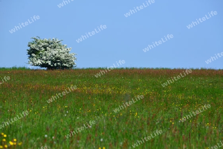 Bl?hender Baum 