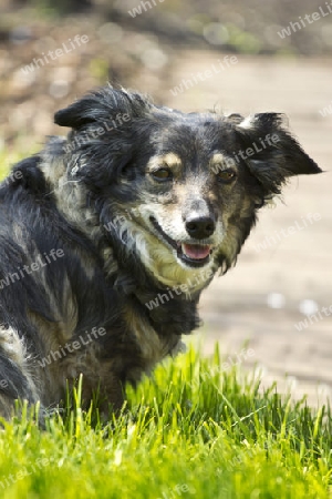 Mischlingshund im Garten auf der Wiese