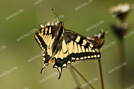 Schmetterling