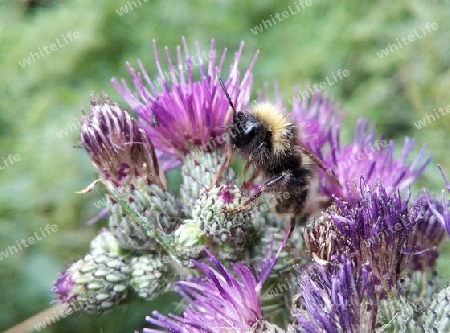 Hummel auf Distel III