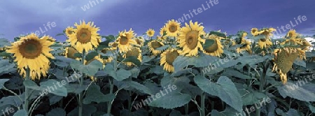 Sonnenblumen