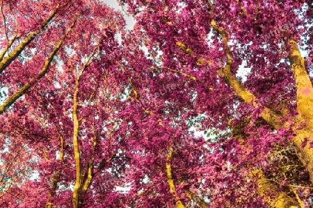 Beautiful pink and purple infrared panorama of a countryside landscape with a blue sky.