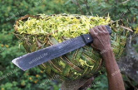 a men with ylang ylang flowers on the Island of Anjouan on the Comoros Ilands in the Indian Ocean in Africa.   