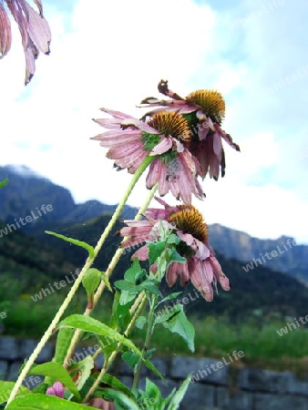 Echinacea