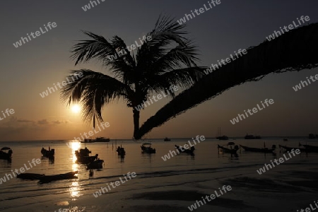 Der Strand  von Hat Sai Ri auf der Insel Ko Tao im Golf von Thailand im Suedwesten von Thailand in Suedostasien.  