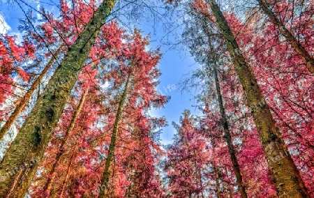 Beautiful pink and purple infrared panorama of a countryside landscape with a blue sky.