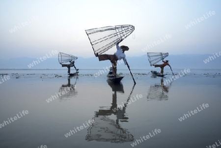 Fishermen at sunrise in the Landscape on the Inle Lake in the Shan State in the east of Myanmar in Southeastasia.