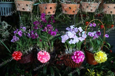 Der Blumenmarkt Thewet im Zentrum der Hauptstadt Bangkok in Thailand. 