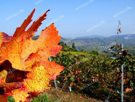 rotes Weinblatt bei P?nderich