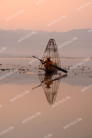 Fishermen at sunrise in the Landscape on the Inle Lake in the Shan State in the east of Myanmar in Southeastasia.