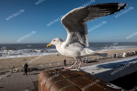 Sylt