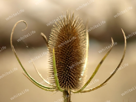 Wilde Karde,Dipsacus syslvestris