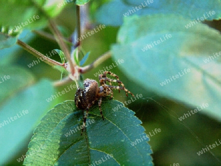 Kreuzspinne auf guenem Blatt von der Seite aus gesehen