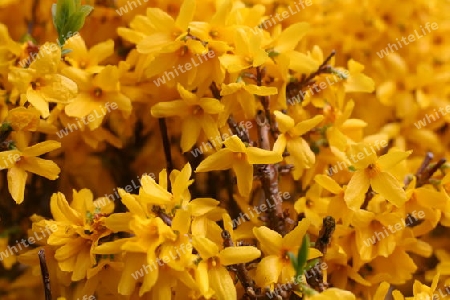 Forsythien Bl?ten