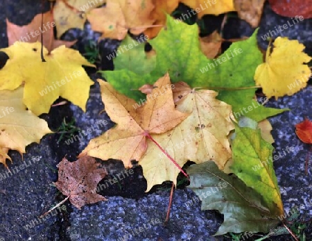 Colorful autumn leaves for backgrounds or textures