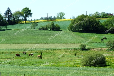 Landschaft mit Pferden