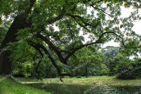 Besonderer Baum