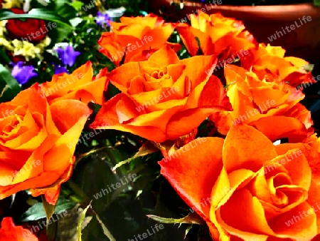 orange Rosen