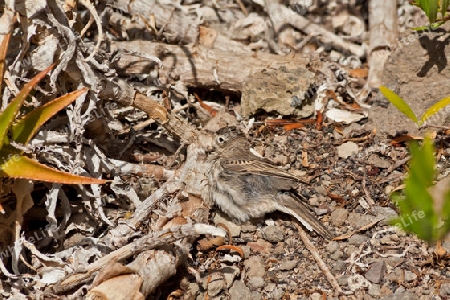 Vogel auf den Kanarischen Inseln