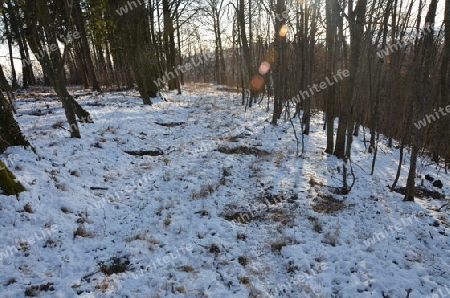 Wald im Schnee